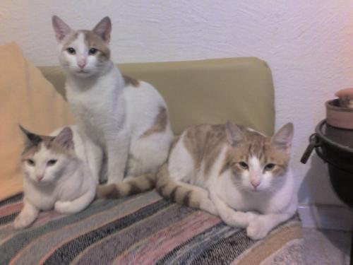 my cats! - my kities!! jovana, tsunami and leo :) i love them!