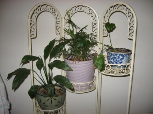 A few of my indoor plants - They suck up the water due to a dry house A few of my indoor plants - They suck up the water due to a dry house