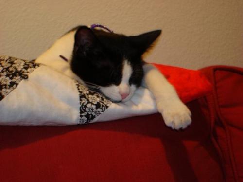 my tuxedo cat sleeping - tuxedo cat sleeping on the couch