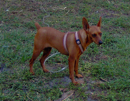 My First Miniature Pinscher - This is my first miniature pinscher. Named 'Daisy'. She has a long history about her.
