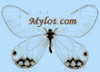 mylotbutterfly - my mylot butterfly