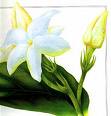 Sampaguita.. - A flower that represents the country of Philippines, it is mostly put in altars as an offering by catholics..