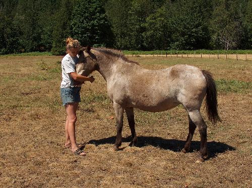 Keeshah @22yrs old - For those from coquitlam who remember the little buckskin pony born on glen drive one block from coquitlam center on March 20th 1982. Here she is at 22yrs old, Today Keeshah is going to be 26yrs old on March 20 2008. Yes 26yrs old. She is blind but can see shadows and still will pack kids around in the ring or back yard. Keeshah has taught many people young and old that horses are friendly and if respected and taught to respect people they are wonderful companions. We never know how long our companion pets are with us, I treasure every day that Keeshah is still here.  Keeshah has give me three beautiful half-arabian fillies. Two of which I have kept. One has a filly of her own now. So Keeshah's wonderful blond and quiet, patience mind will continue on thru her fillies.