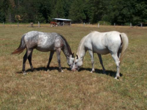Keeshah's Kalypso and 'Skookum' - Keeshah's Kalypso is Keeshah's third filly I have kept. She turned out to be a marbelized blue roan. Kalypso's colt is pictured with here with her 'Skookum' He is also a blue roan not as true as his dam, now he has a few black spots on his rump. Both horses are absolutely beautiful in mind,soul and conformation. I did the one thing people told me you don't do. Breed appaloosa to paint. Skookum was the results.