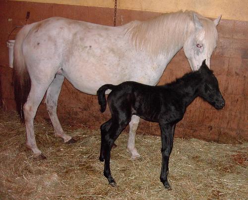 Keeshah's granddaughter - Again this black filly is Keeshah's granddaughter , the dam to this filly is Keeshah's Kalypso' I named this filly 'Jazirah' Another beautiful addition to my little herd.
