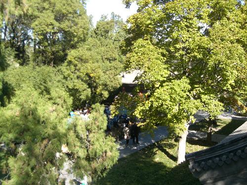 Frangrant Mountain Trees - Trees from the Fragrant Mountains of Tianjin, China