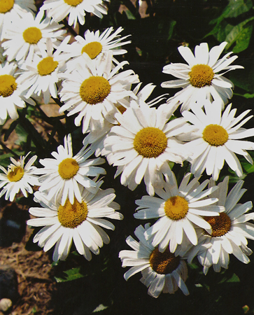 Original photo - image of the original photo of daisies