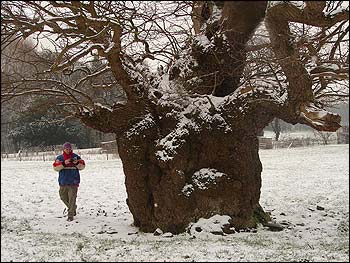 Aston Oak, Shropshire - The Woodland Trust is looking for the most ancient trees in Britain. The Aston Oak in Shropshire is one of the oldest found so far.
