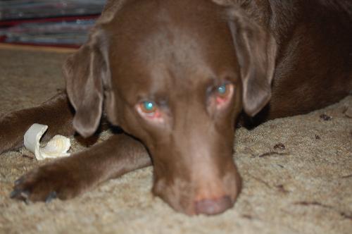 tinker - our little 75lb lap dog