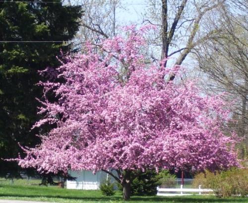 Apple Tree - The apple blossom is the state flower of Michigan