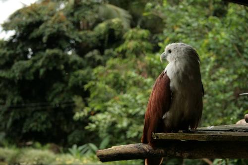 Born Free - Picture taken from Mt. Apo in Davao.