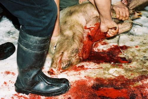 Pig slaughter - Pig slaughtering is something you see every year before Christmas in my country.