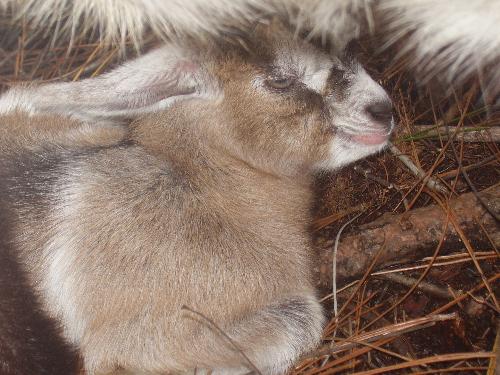 Baby girl goat - This is the baby girl that my brown goat Allie had. She loves her Mom so much!