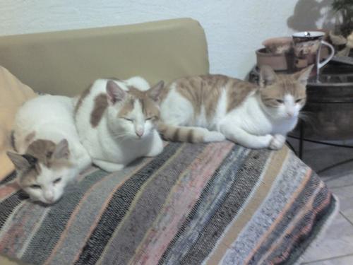 my cats 2! - look at them :)