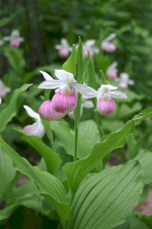 Minnesota State Flower - It's also a protected flower now.