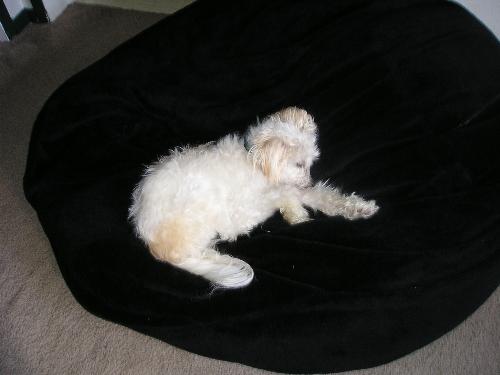 My Dog Rascal - Looking all so comfty and sad at the same time