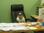 boss - Boss sitting in the office