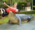 crocodile - Dangerous animal crocodile - Dangerous animal