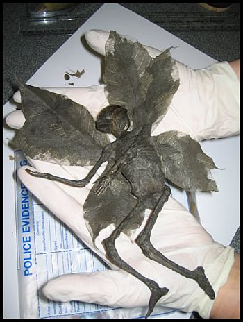 mummified fairy - Mummified fairy, also called butterfly man, or moth man. Discovered in the Derbyshire countryside of England. 8 inches tall. xrays of the fairy confirm similar sketetal features of that of a child. The bones however were hallow, making them very light, and easier to fly. There was a belly button present, which led scientists and anthropologists to believe they reproduced the same as humans, but there were no reproductive organs.  ps just so you know, this photo was created as an April Fools' joke ;)