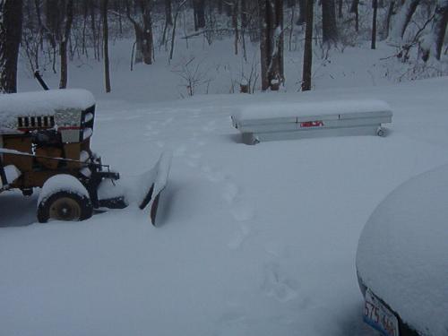 Domingo's tracks.. - ..are disappearing quickly in the fast-falling snow.