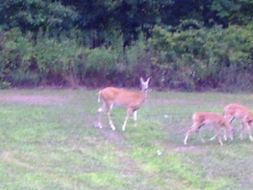 The Deer Family - Mom and twin babies - This mother deer and her young twins come to eat in our back yard several time each week. The little one have grown since this picture and all survived deer season. I'm looking forward to spring to see if all 3 return and if we can tell what the babies are, does or bucks.  You'll notice in the picture the babies are eating but Mom heard the noice of my snapping pictures and is standing watch to make sure I keep my distance - I love my zoom lense.