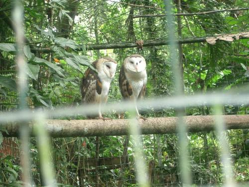 Born to be together - Meant for each other,the found their other winged partner, have you?