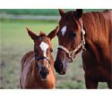 Horse - I wanna make my house full of animals jigsaws.. hehe Horse - I wanna make my house full of animals jigsaws.. hehe