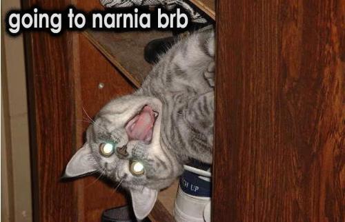 Going to Narnia! - This cats off to Narnia, hope he brings me back some turkish delight. :)