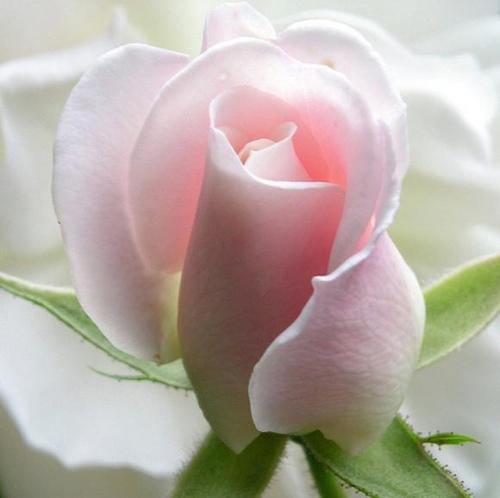 smells like a rose - but something around here stinks
