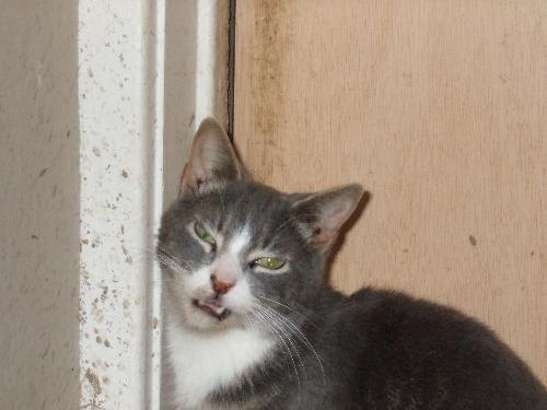 Little Lord Greysocks, waiting at the door. - My beloved runt kitten, Greysocks, begging for his catmilk!
Little Lord Greysocks, waiting at the door. - My beloved runt kitten, Greysocks, begging for his catmilk!