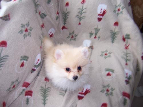 Petey Boy - Mom's 12 week old Pomeranian. He is as sweet as he looks!