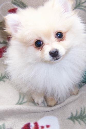 Petey Boy - Just adorable. 12 weeks old.