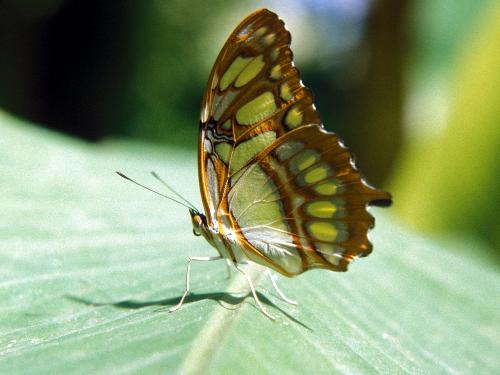 green malachite butterfly - Downloaded from Edenpics.com
