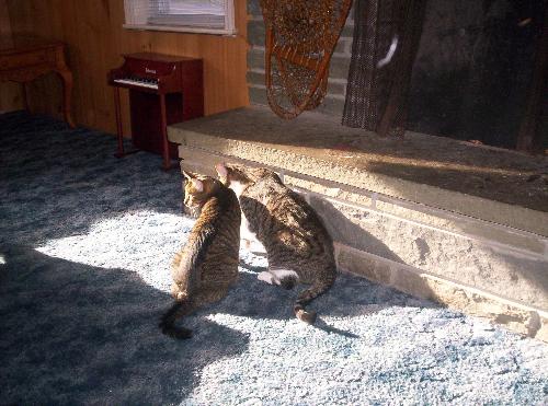 Smidgen and Felix - These are Smidgen and Felix cats. They both where strays from a local farm.  We found Felix first and took him in then Smidgen appeared and we adopted her also. They look similar so we wonder if they might be related to each other.  They are good friends.
