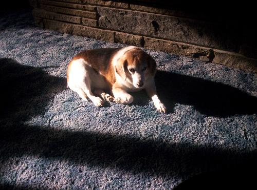 Allie in the sunshine - Here is yet another Allie or Aligator as she has been nicknamed shot.  Here she is being lazy as usual basking in a passing ray of sun shining through the livingroom window.