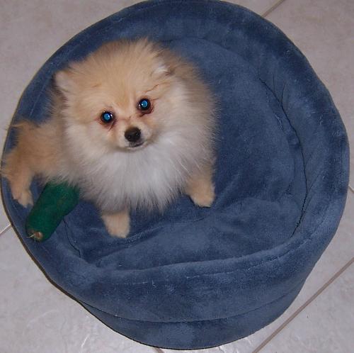 Petey Boy - He has a broken leg, cast comes off in three weeks.
