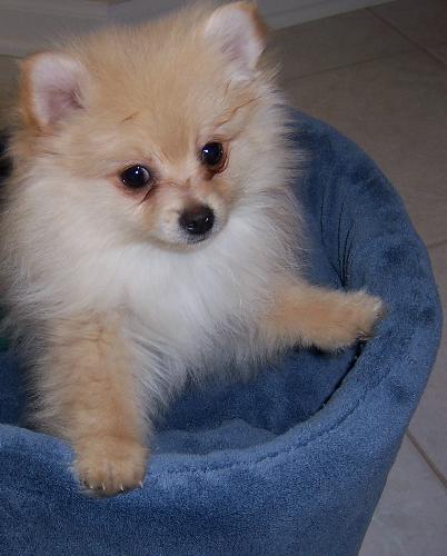 Petey Boy - he just loves his bed!