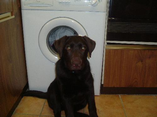 Dog - This is my dog.