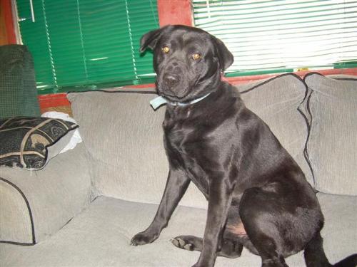 my dog Magic - here's my dog Magic, he's part lab/chow