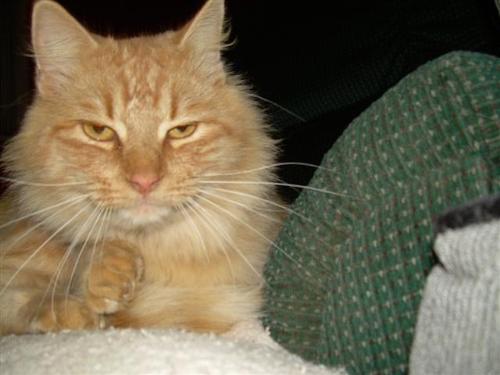 My cat Jinx - Jinx is tabby/maine coone long haired he's a sweetheart goin on 2yrs old