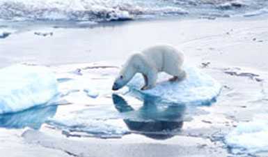 Polar Bear Crossing Ice - image of a polar bear