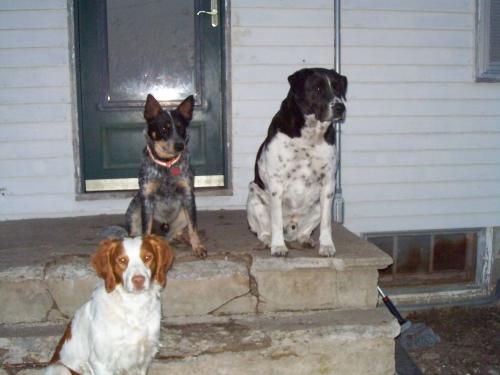 Cinch Skeeter and Diddles, guarding the house. - These are three of my dogs, Cinch is the Brittany on the lower step, Skeeter is the little dude that is an Australian Cattle Dog, and Diddles is the Big Black and White Boxer/Border Collie Cross