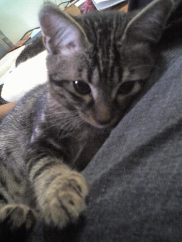 My KaChi - This is my pet..his name is kachi