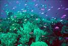 coral reef - corals are one of God's precious creation