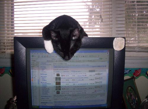 Kooky Cat - This is Sassy Cat once again.  She is a super silly cat that loves to do odd ball things.  Here she was sitting on top of my computer with her head hanging down and she fell asleep like that!!  She like to do this alot much to my amusement and annoyance as I'm am trying to type LOL!