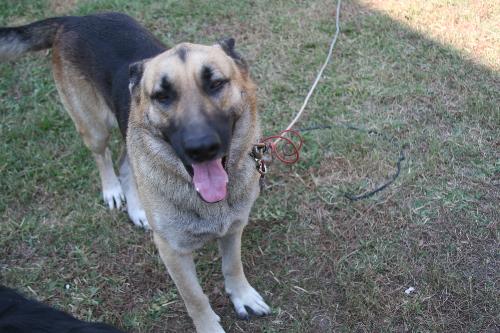 Samurai - He is so kind and friendly with everyone. He is 4 yrs old.