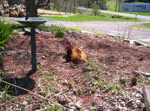 Chickens - Here is a shot of two of my chickens.  They are named Goldylocks (Goldy for short) and Pecky.  Pecky inherited that name for her fondness of pecking people LOL.  Some people have attack dogs...well we have a attack chicken!!
