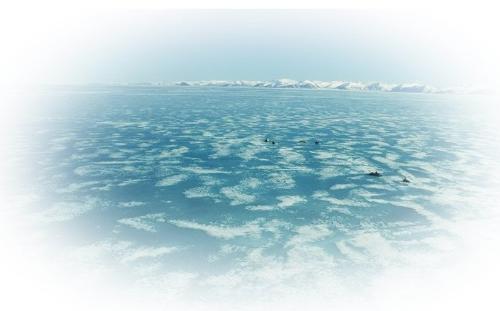 Environment - This section explores the role of sea ice in our global climate, human activities, and in the life cycles of wildlife.