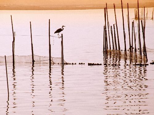parks - La Albufera National Park, Spain