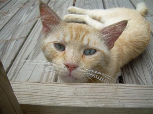 my old cat Echo - my cat echo i used to have